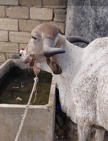 બે ગાય આપવાની શે