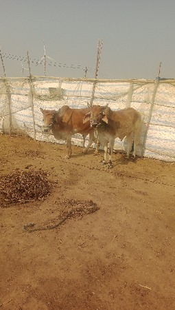 ગોઢલા વેચવાના છે