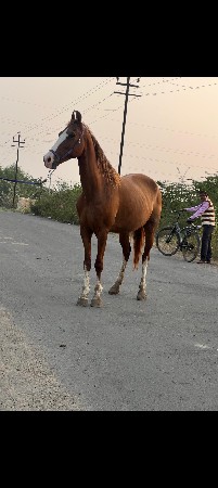 ઘોડી વેચવાની છે