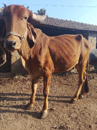 કોડિયાતાર લાલુ