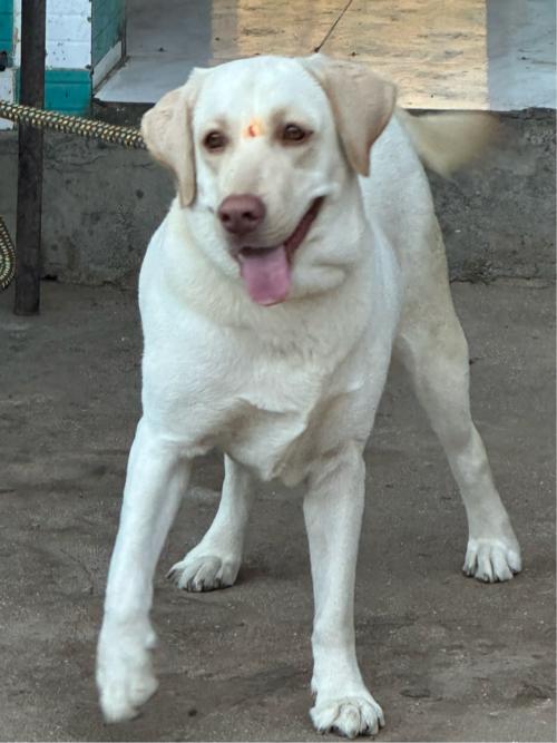 કોઈ ભાઈ પાસે લેબરા ડોગ મીટિંગ માટે hoy તો પસનલ માં વિડિયો મોકલ જો