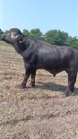 આ પાડો વેચવાનો છે