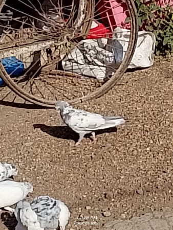 એક નર સે  સાટા માં માદી હાલે