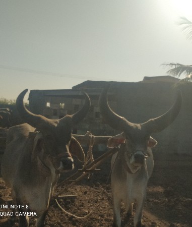 ગોઢલા વેશવા ના છે