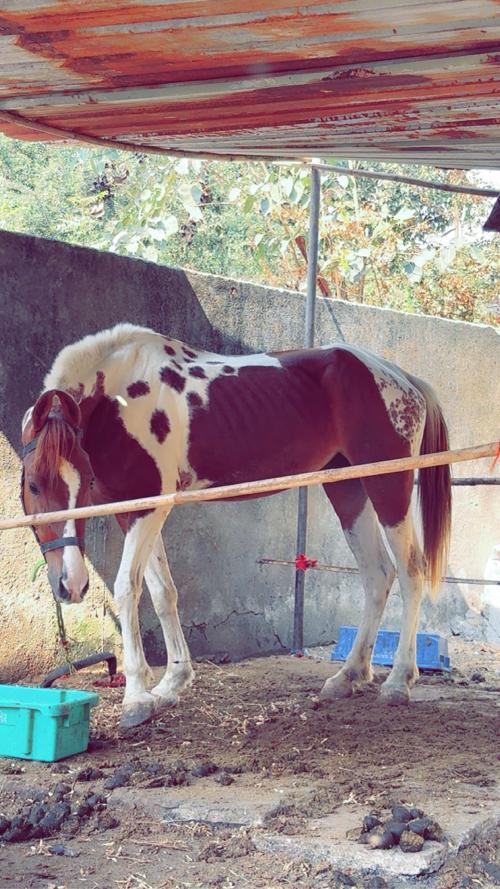 ghodi che 3.5 Varas ni he 4 mahina sabhar che