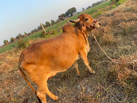 ગાય વેચવાની છે. એકદમ સોજી છે.