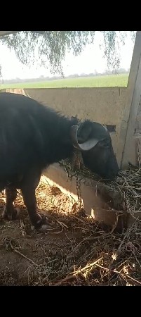 थंबनेल 2