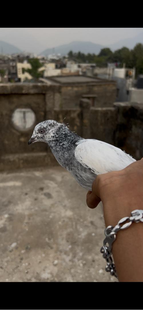 थंबनेल 2