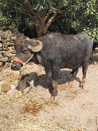 ભેસ વેચવાની છે