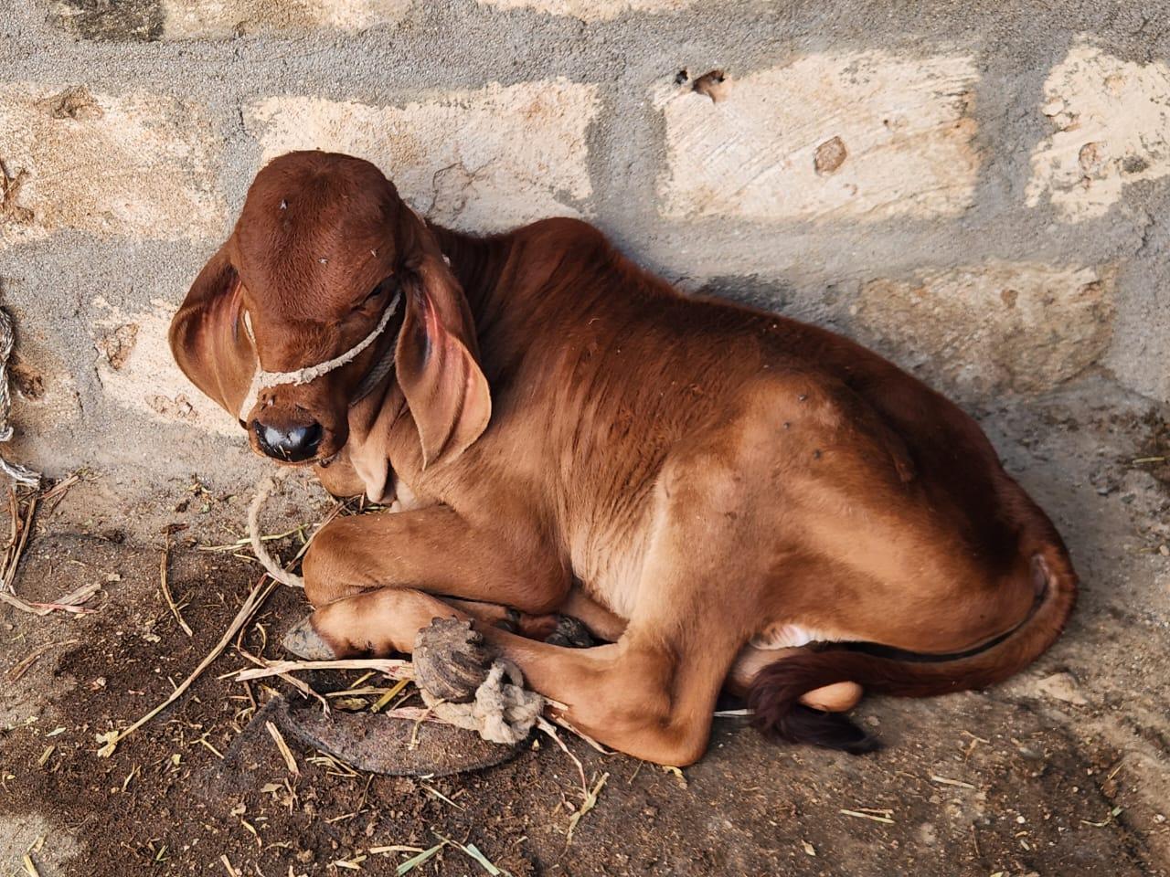 थंबनेल 3