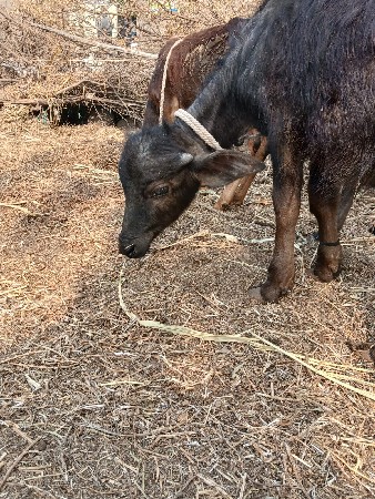 थंबनेल 3