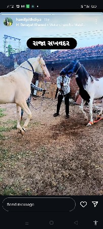 આ ધોડી વેસવાની સે સાટા કરવાના સે