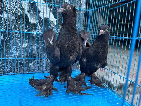 थंबनेल 3