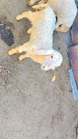 ઘેટો વેચવાનો છે