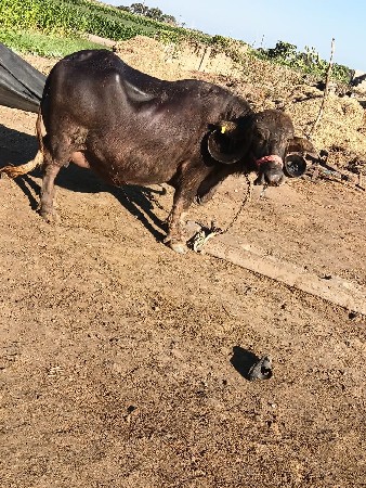 थंबनेल 3