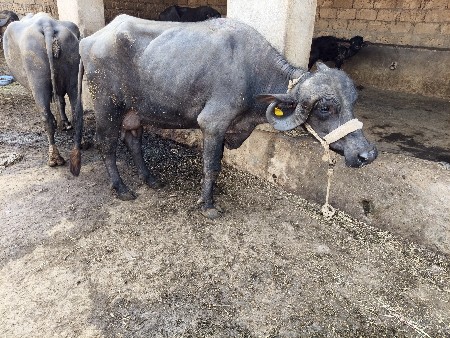 થંબનેલ 3