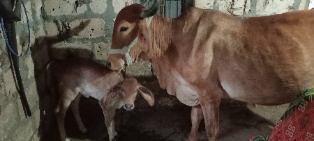 ગાય વેચવાની છે.