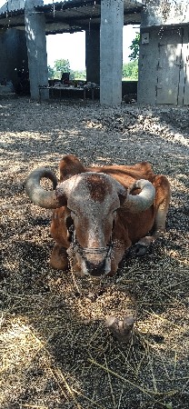 બળદો ફ્રી મા આપીદેવાના છે