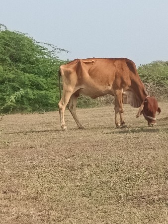 थंबनेल 2