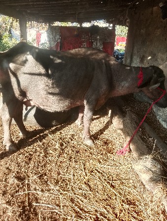 ત્રીજું વેતરપેટમાં છે  ખોટા ફોન નહિ