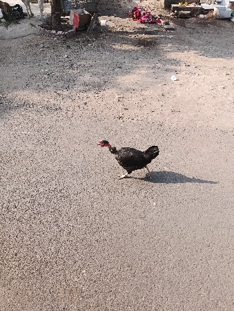 थंबनेल 2