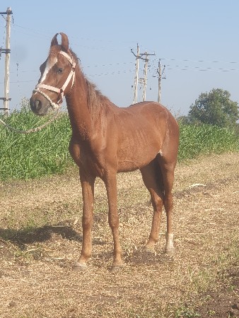 થંબનેલ 3