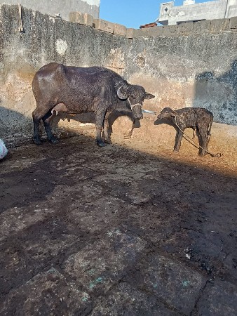 પેલું વેતર ખડેલી વેચવાની છે