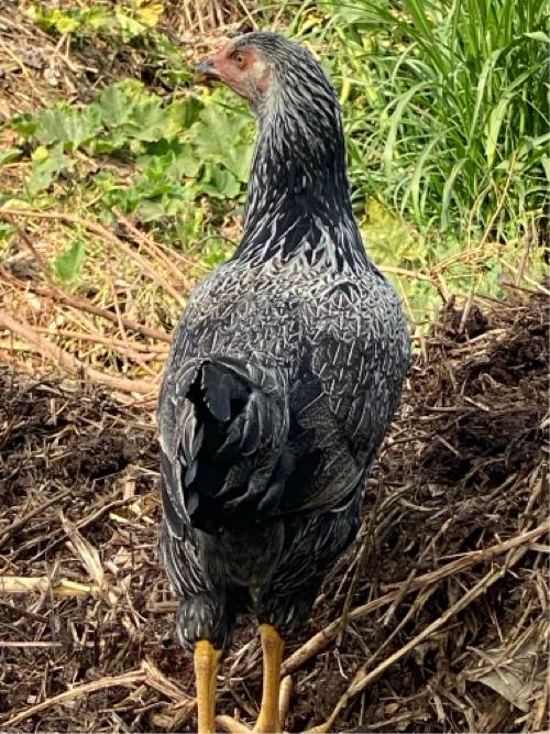 Orijnel vastu vesvano se