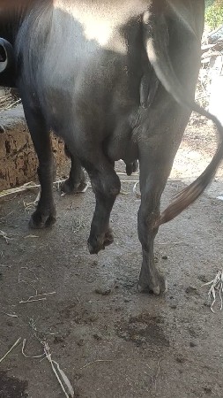 थंबनेल 3