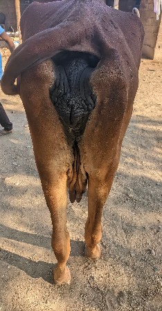 વેચવાની છે ગાય