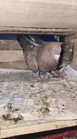 थंबनेल 2