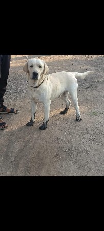 લેબરા કુતરો