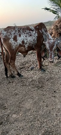 ગોઢલા વેચવાના છે