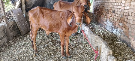 थंबनेल 2