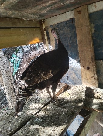 ટર્કી મરઘાં