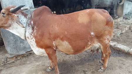 થંબનેલ 2