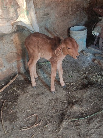 ગાય દેવાની સે