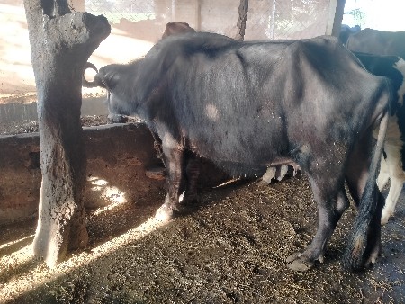 ભેંસ વેચવાની છે