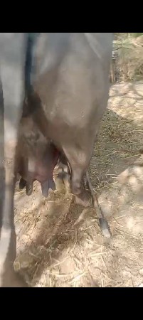 9723197610 ફોન કરો