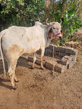 ઞોઢલા વેચવાના છે