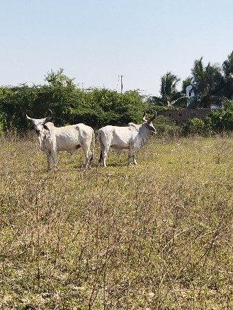 બળદ વેચવાના છે