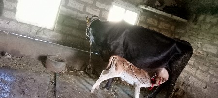 ગાય વેચવાની છે