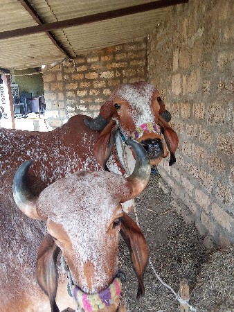 थंबनेल 2