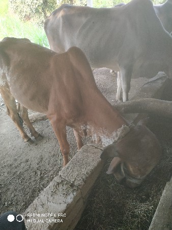 थंबनेल 2