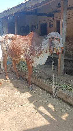 હોડકિ વેચવાની છે