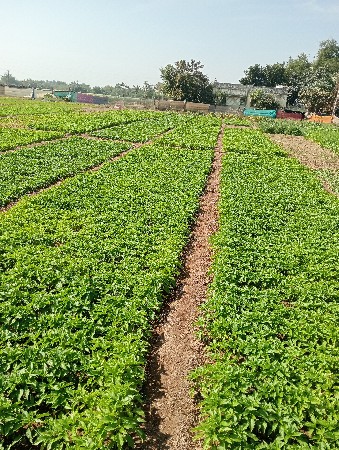 મરચી નો રોપ વેચવાનોછે