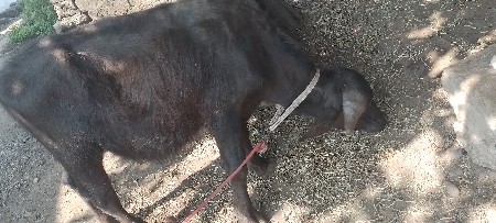 થંબનેલ 2