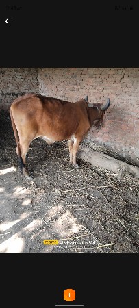 થંબનેલ 2