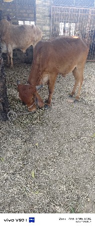 2.. વર્ષ ની વાસડી છે