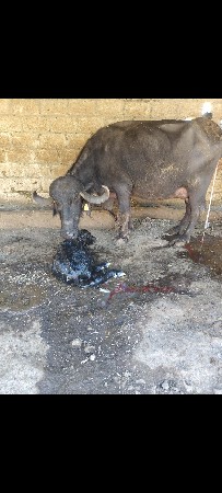 ભૈસ‌‌ વેસવા ની સે